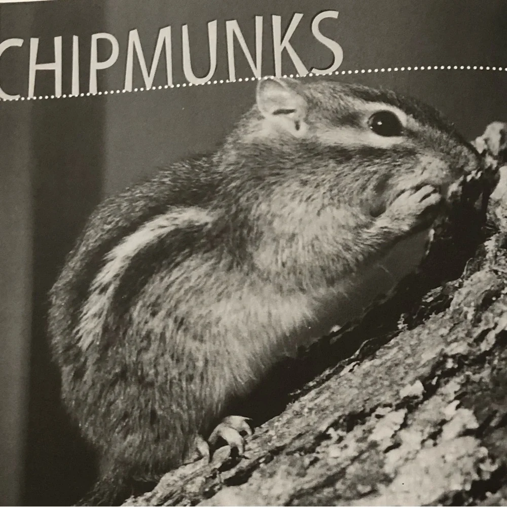 “Squirrel Wars: backyard wildlife battles and how to win them” illustrated book - Picture 7 of 12